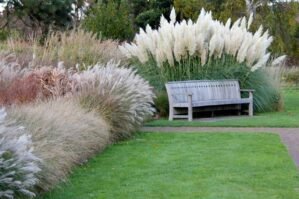 Giant White Pampas Grass Seeds – 100 Seeds – Ships from Iowa, Made in USA