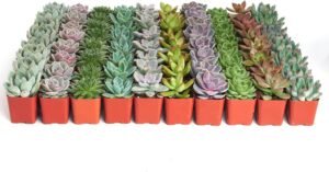 Shop Succulents Rosette Succulent Plant Pack Bulk Collection – Live Mini Succulent Plants, Low Maintenance, Floral Shaped Mix of Colors & Textures – Wedding and Party Favors, Gift & Garden, Pack of 32