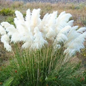 Set 2 Pampas Grass Plants Live Fully Rooted Pruned 5 to 9 Inches Tall, Ornamental Grasses Live Plants Perennial for Planting (White Pampas Grass)