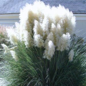 Pack 2 Pampas Grass Plants, Live Pampas Perennial Grasses 4-8 Inches, Ornamental Grass for Outdoor Garden Landscaping – White Pampas