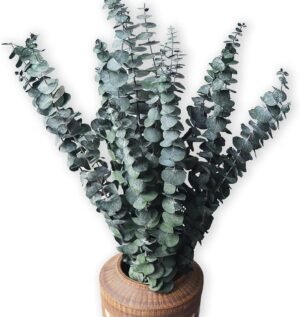 Eucalyptus for Shower 10 Pcs Hanging Dried Eucalyptu Stems 17″ Real Eucalyptus Bundle 100% Made from Fresh Eucalyptu Wedding Decor Home Decor Farmhouse Room Decor DIY Artificial Plants Flowers