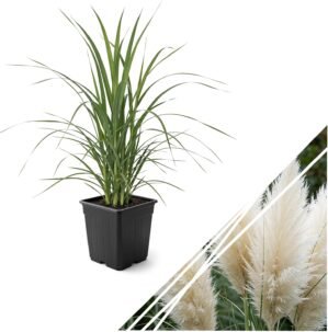 Live Ornamental Pampas Grass (Cortaderia selloana) – White – Perennial Accent Plant – 10″ Tall by 5″ Wide in 1.5 Qt Pot