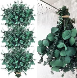 Zeyune 44 Pcs Large Dried Eucalyptus Silver Dollar Leaves Bundle 17inch Natural Fresh Eucalyptus Branches for Shower Hanging Greenery Leaves for Vase Filler Wedding Bouquet Bathroom Decor