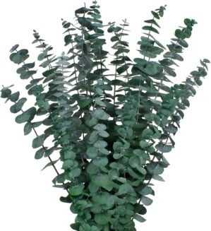 12PCS Dried Eucalyptus Bundle 17” Real Eucalyptus Stems 100% Natural Fresh Leaves Hanging Plants Greenery Stems for Shower Home Decor Flower Arrangement Wedding
